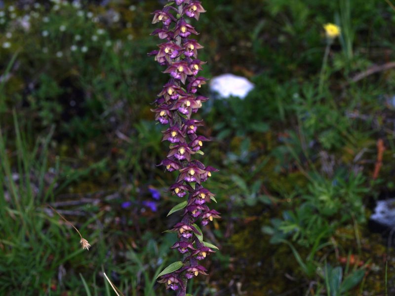 Orchidee val Brenta